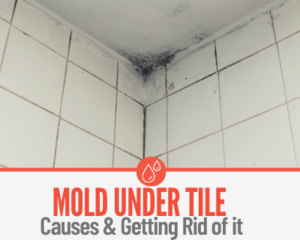 Mold Under Tile 300x240 