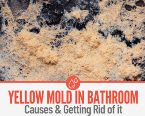 Yellow Mold In Bathroom